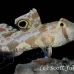 goby_spot_twin_res_kb_h_0423_png1105.jpg